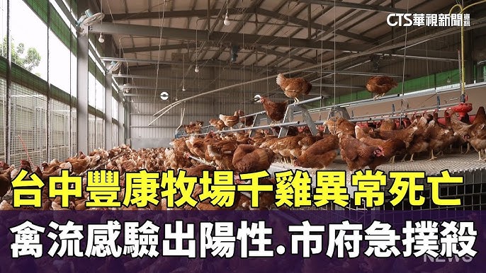 台中豐康牧場爆發禽流感，市府啟動防疫處置